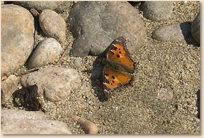 Small Butterflies