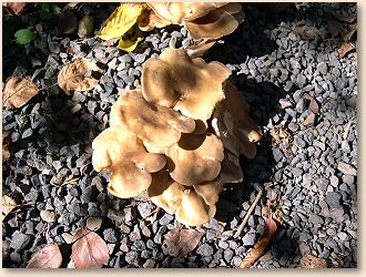 Lochsa Mushrooms