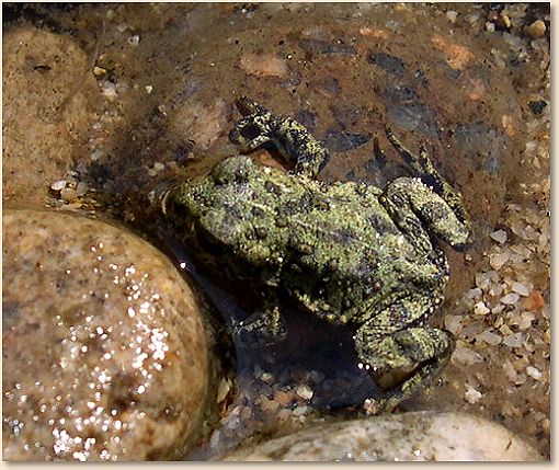 Un-named Frog