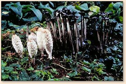 Shaggy Manes, note the black ones