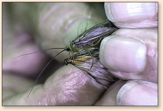 Real caddis and fake