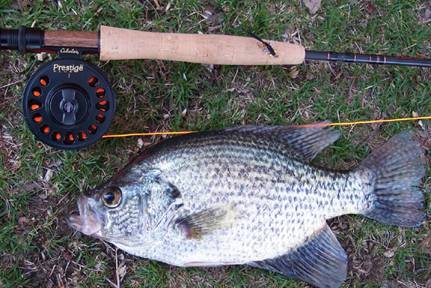 Panfish - Flyanglers Online - March 1, 2010