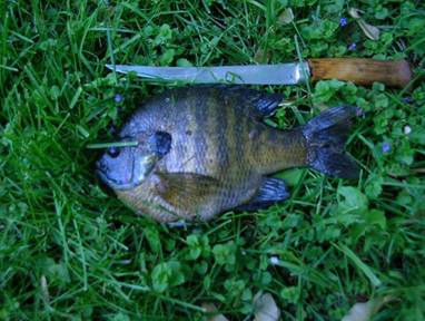 Rick Zieger - Panfish - May 17, 2010