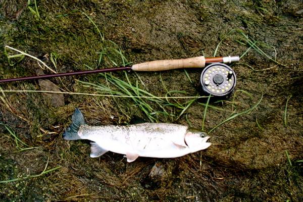 Kelly's fish