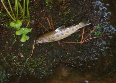 Readers Cast - Richard Taylor - Flyanglers Online - March 22, 2010