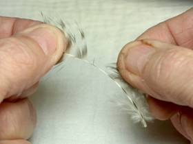 Stripping Quills - Readers Cast - April 26, 2010