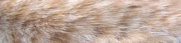 hair or fur- readers cast - Feb 21, 2011