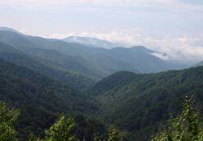 Smoky Mt. 'Bows'