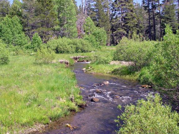 Tips for fishing small streams