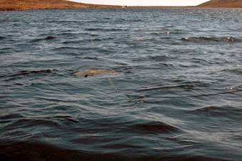 Trout from still waters