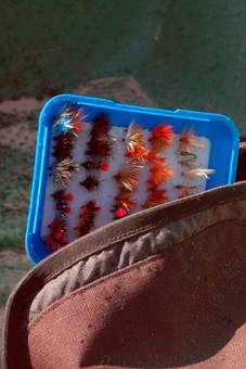 Trout from still waters