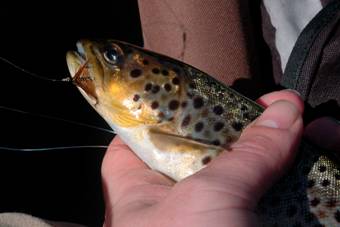 Trout from still waters