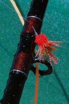 Trout from still waters