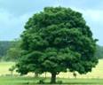 https://cdn.planetminecraft.com/files/resource_media/screenshot/1218/Tree_2166149.jpg