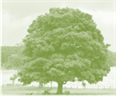 https://cdn.planetminecraft.com/files/resource_media/screenshot/1218/Tree_2166149.jpg