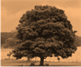 https://cdn.planetminecraft.com/files/resource_media/screenshot/1218/Tree_2166149.jpg