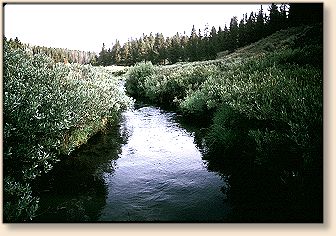 https://www.flyanglersonline.com/features/yellowstone/yctt22.jpg