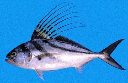 Roosterfish
