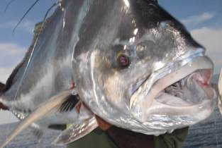 Roosterfish