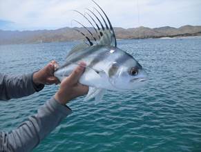 Roosterfish