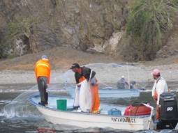Roosterfish