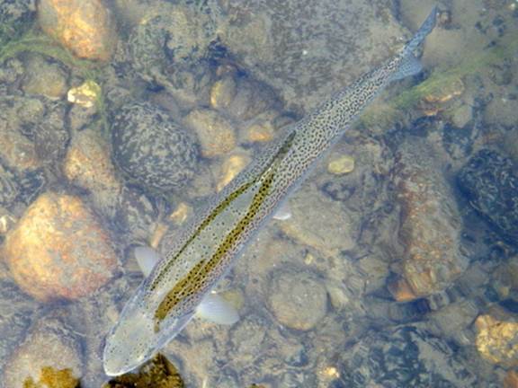 Sea-run cutthroat