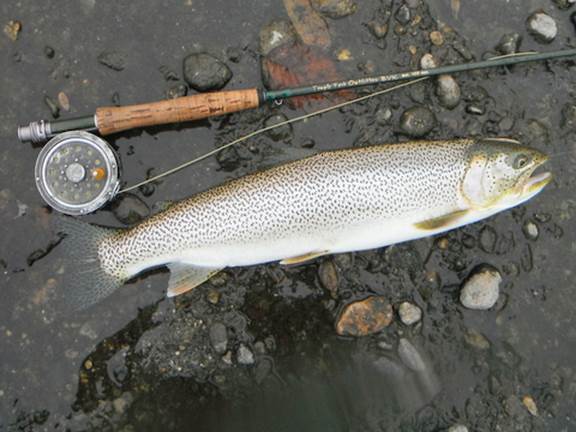 Sea-run cutthroat