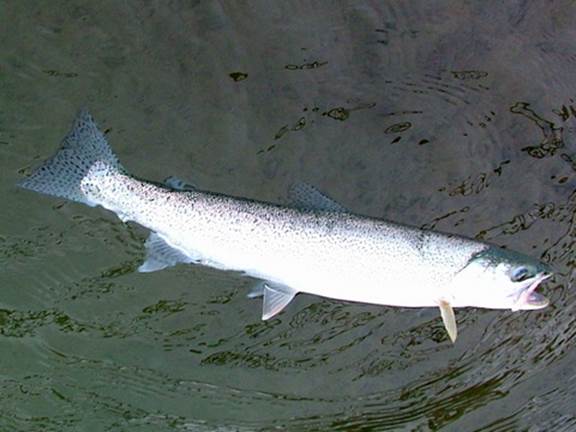 Sea-run cutthroat