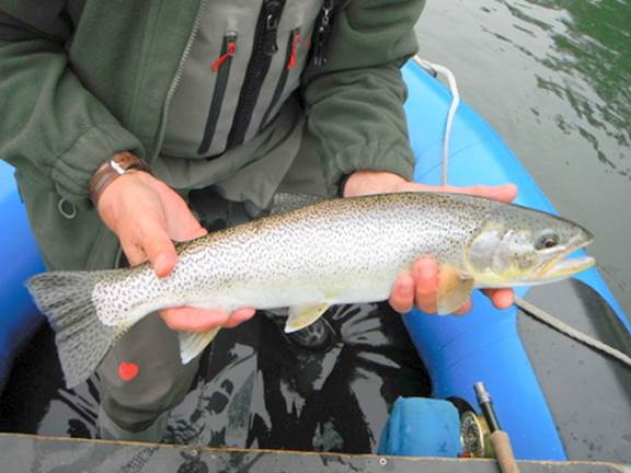 Sea-run cutthroat
