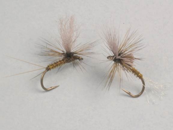 Sea-run cutthroat