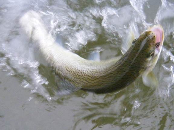 Sea-run cutthroat