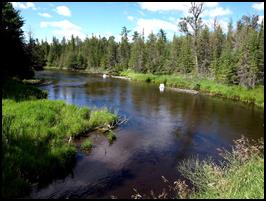 Americas Trout - Grayling