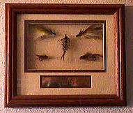 Fly Plate