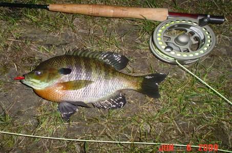 DM_8inBluegill_1_6-6-09