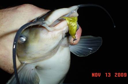 DM_19inCatfish_11-13-09