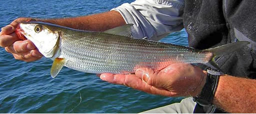 Flyanglers Online - March 15, 2010