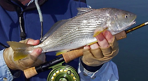 Flyanglers Online - March 15, 2010