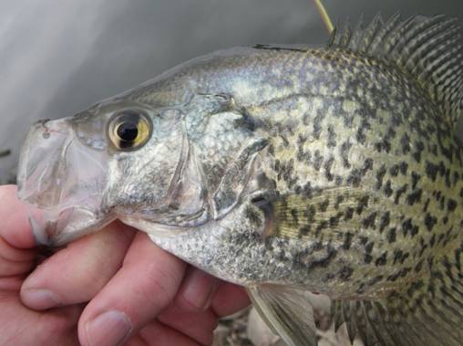 DM_CC_10inCrappie_3-20-2011b.jpg