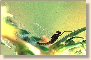 Baetis Spinner
