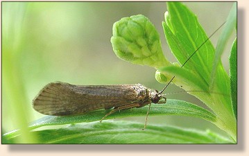 Caddis