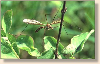 Cranefly