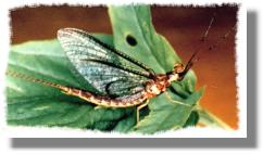 Hex.limbata male imago