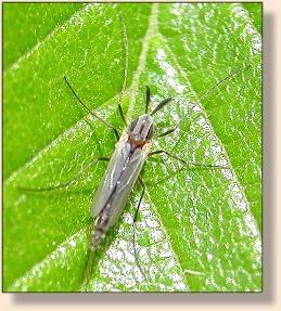 Midge