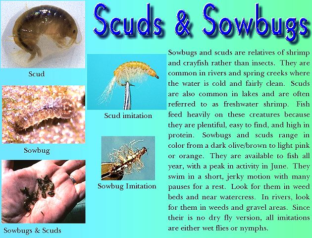 Scuds and Sowbugs
