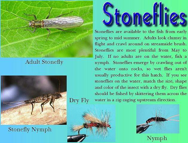 Stoneflies