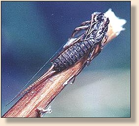 Stone Fly Nymph Case