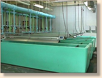 Fingerling Tanks