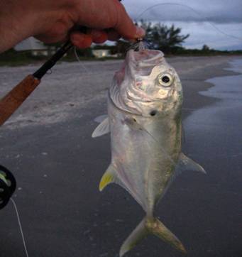 2008 Florida Fish In