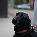https://farm3.static.flickr.com/2567/3989454238_57bc7156ed_s.jpg
