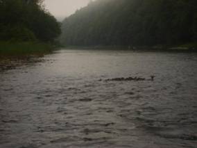 Fish-In253.jpg